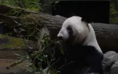 Япония вернёт Китаю двух последних панд