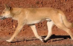 Стаю собак динго усыпят на австралийском острове