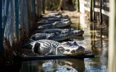 В Мозамбике наводнения принесли крокодилов на улицы городов