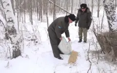 Диких животных и птиц подкармливают в Карагандинской области