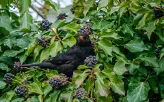Стало известно, зачем некоторые растения научились выращивать фейковые ягоды