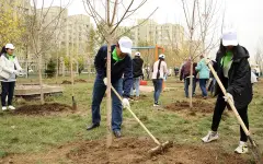 Если жители многоквартирных домов хотят высадить деревья: каковы правила и как должны измениться