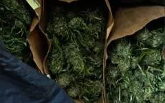 Более 112 кг наркотиков изъято в Жамбылской области