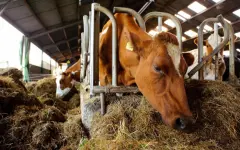 Казахстан вакцинирует скот в приграничных с Россией регионах