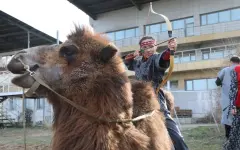 В Алматы в дни Наурыза установлены мировые рекорды