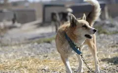 Сотни жителей Западно-Казахстанской области пострадали от укусов собак