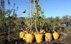 Тазару күні: общереспубликанская эко-акция пройдет в Казахстане