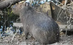 Восемь человек задержали за жестокое нападение на капибару в Бразилии