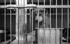 В Риддере живодеры выбросили собаку из окна многоэтажки