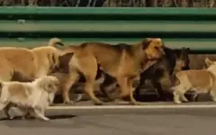 Украденные в Китае собаки сами вернулись домой