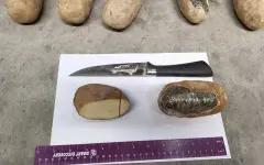 72 килограмма наркотиков под видом картофеля пытался провезти через границу узбекистанец