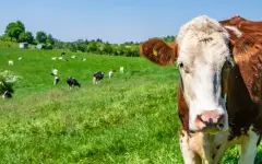 Каково текущее положение с пастереллезом в Новосибирской области