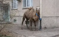 Припаркованного верблюда у жилого дома в Актау обсуждает Казнет