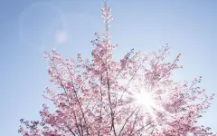 Температура до +32°С ожидается в ближайшие дни на юге Казахстана