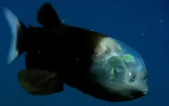 В мрачных глубинах океана нашли рыбу с уникальным зрением и прозрачной головой