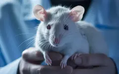 Ученые клонировали одну и ту же мышь целых 20 лет: что показал эксперимент