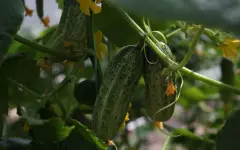 Будет построено современное овощехранилище