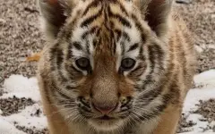 Зоопарк Алматы вновь обратился к казахстанцам из-за амурских тигрят