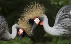 Мир жив!: казахстанцы вновь услышали детство в пролетевших журавлях над Алматы