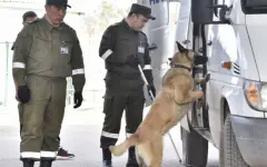 Более 40 фактов попыток перевоза наркотиков пресечено на госгранице Казахстана