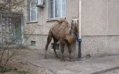 Житель Актау привязал верблюда у пятиэтажки и возмутил Казнет