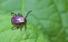 Масштабная борьба с клещами началась в Алматы