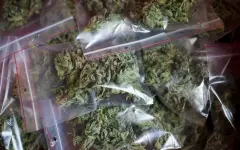 Закон о легализации каннабиса раскритиковали министры Германии