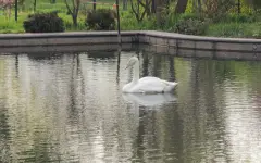 Они вернулись: Ботанический сад Алматы обратился к казахстанцам