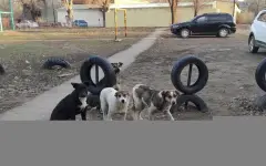 На принципах гуманности