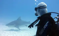 На популярном курорте обнаружили кокаиновых акул