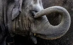 Скандальная розовая фотосессия россиянки закончилась смертью слона в Индии