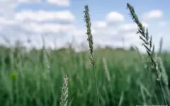 Казахстан вошел в число крупнейших стран по аграрным землям