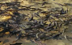 Рыба массово погибла и вмерзла в лед в Петропавловске