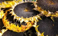 Почти 15 тонн зараженного подсолнечника пытались провезти в Казахстан через Беларусь