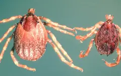 Клещи, которые преследуют людей: казахстанцев предупредили о серьезной угрозе