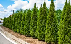 В алматинском ботаническом саду вырубят историческую аллею туй