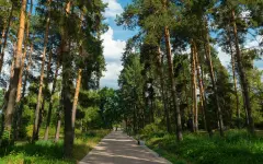 В Ботсаду Алматы вырубят историческую аллею хвойных деревьев