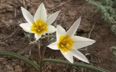 В Приаральских степях зацвели тюльпан Борщова и двухцветковый