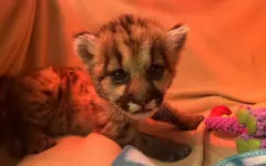 Трехнедельного детеныша пумы спасли в горах США