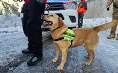 Добрые новости: собаку из ледяной воды спасли в Астане