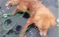 Столичные сотрудники МЧС спасли собаку из ледяной воды Есиля