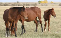 Ребенок на лошади влетел в иномарку в Таразе: животное погибло на месте