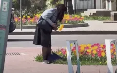 Жители Алматы возмутились женщиной, сорвавшей тюльпаны на Аль-Фараби