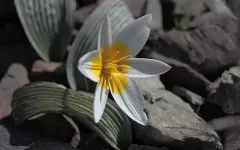 Каменистые горы на юге Казахстана ожили редкими цветами: любоваться разрешено