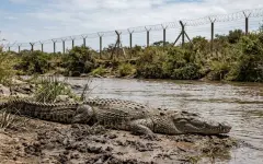 Индия хочет использовать крокодилов для охраны границы с Бангладеш