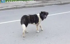 Отлов и эвтаназия не выход: зоозащитники предлагают системное решение проблемы бродячих животных