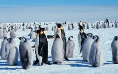 Императорские пингвины и морские котики оказались под угрозой исчезновения