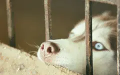 Принятые поправки делают государство карателем - эксперт об эвтаназии бездомных животных