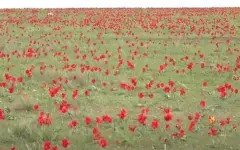 Казахстанцам грозят штрафы за сорванные краснокнижные тюльпаны