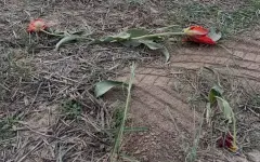 Степи Туркестана под угрозой: туристы топчут редкие тюльпаны Грейга, как это было с Кобейтузом